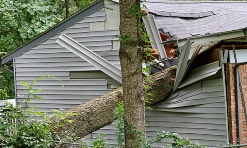 A large oak tree falls on a small house during a summer storm, caving in the roof and room under it.